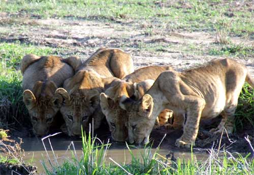 Lions, Nyerere National Park
