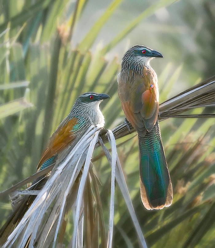 White-Browed Coucal, Nyerere National Park