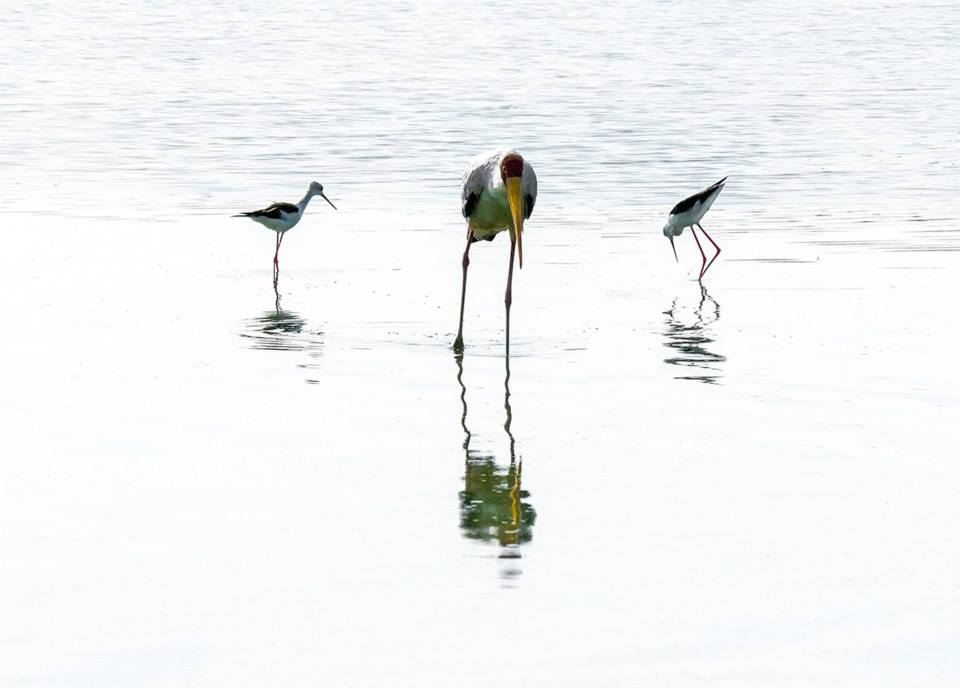 Yellow-Billed Stork, Nyerere National Park