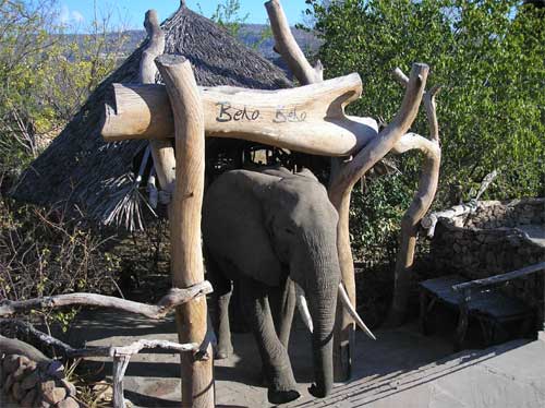 Elephant, Nyerere National Park