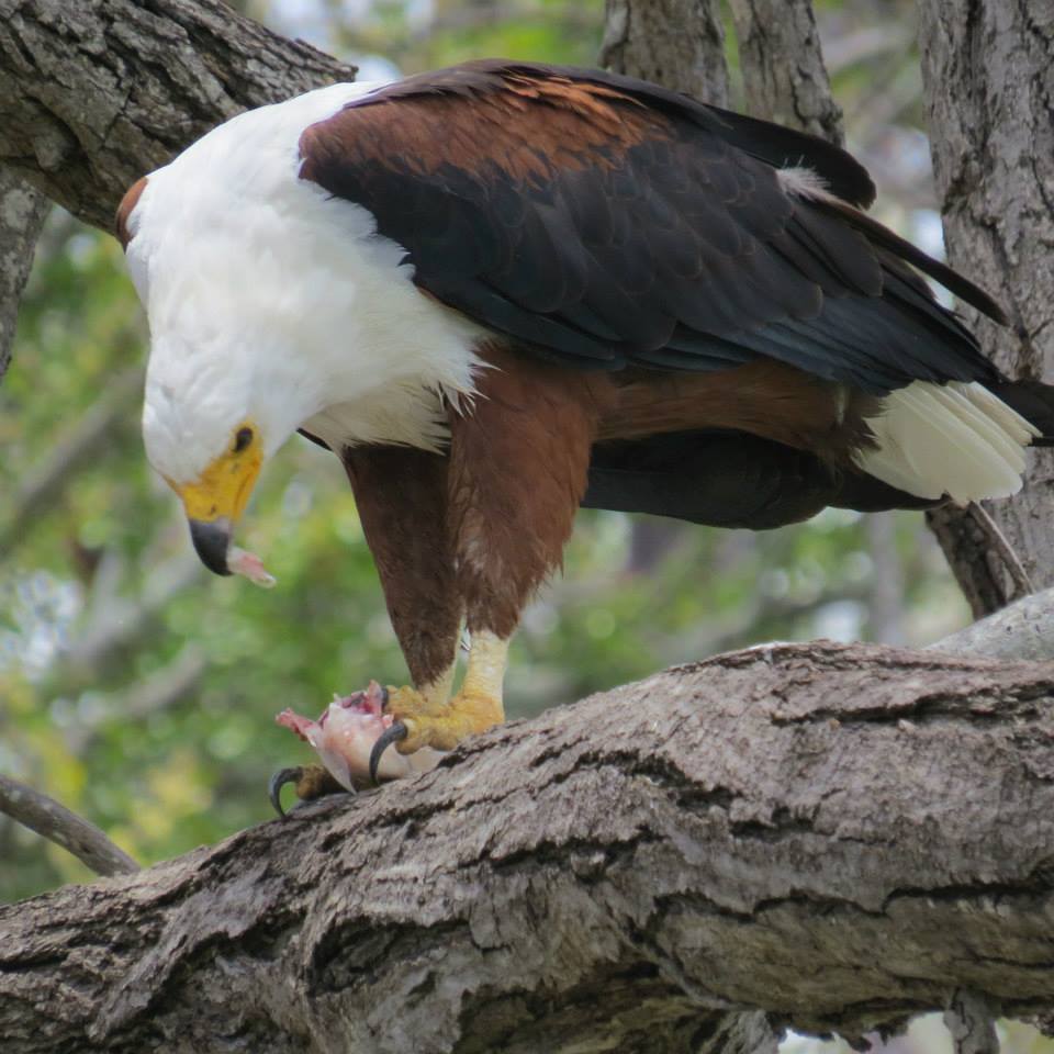 Eagle fishing in Nyerere National Park