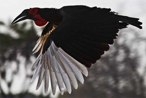 Ground Hornbill, Nyerere National Park