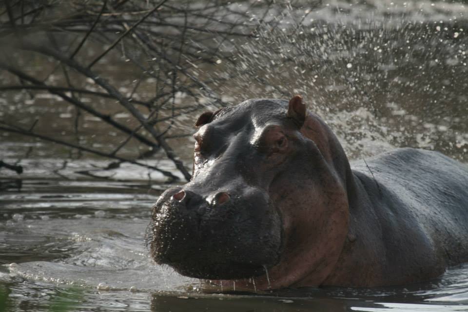 Hippo, Nyerere National Park