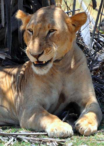 Lion, Nyerere National Park