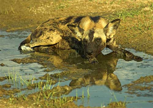 Wild Dog, Nyerere National Park