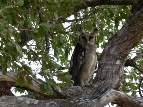 Eagle Owl, Nyerere National Park