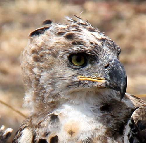 Eagle, Nyerere National Park