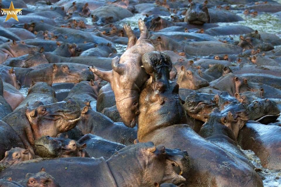 Hippos, Nyerere National Park