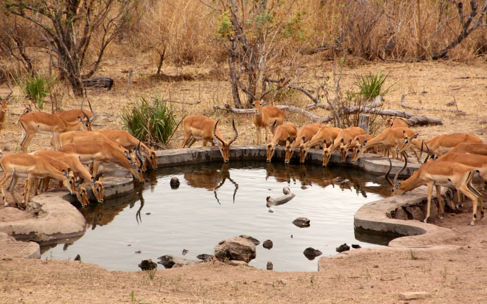 Impala, Nyerere National Park