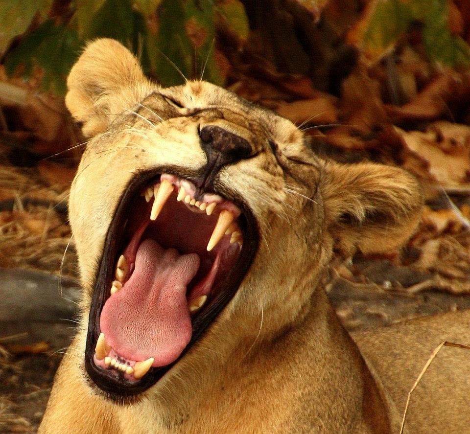 Lion, Nyerere National Park