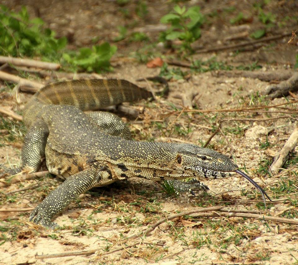 Monitor Lizard, Nyerere National Park