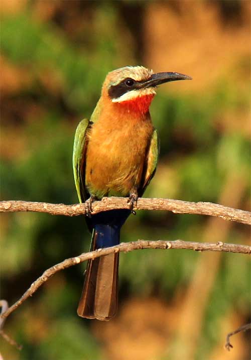 White-Fronted Bee-Eater, Nyerere National Park